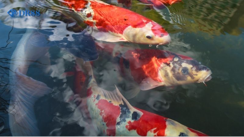 cach-choi-ban-ca-hieu-qua