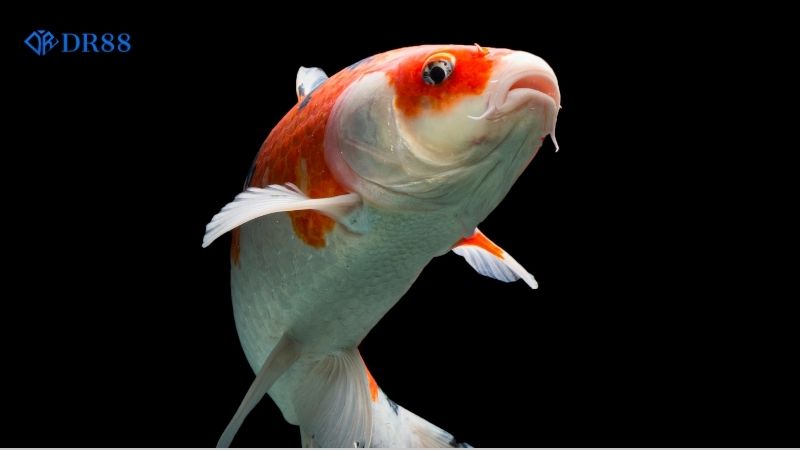 khai-niem-ban-ca-kim-cuong