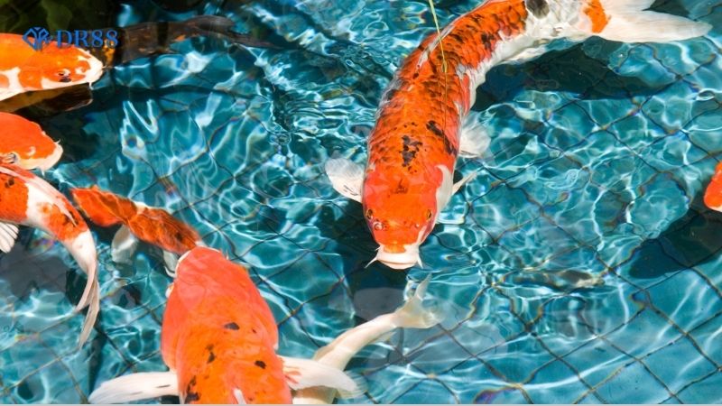 dia-diem-choi-ban-ca-o-viet-nam