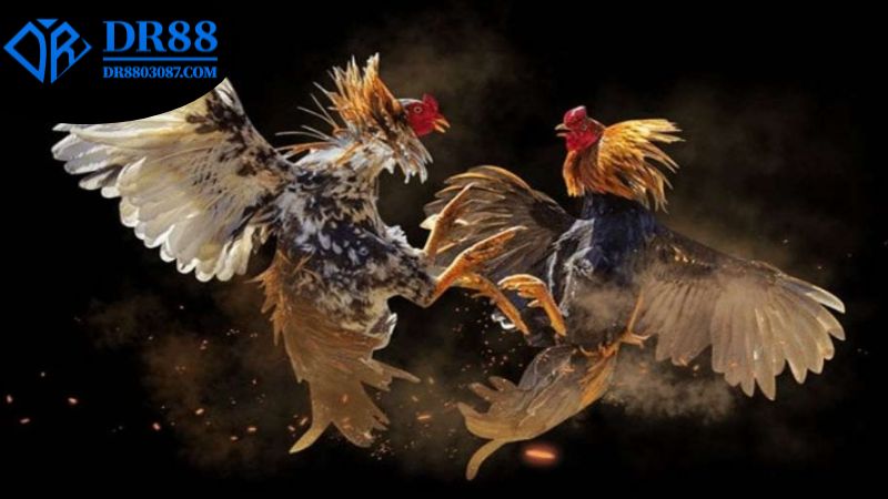 cac-loai-hinh-cuoc-thong-dung-duoc-ua-chuong-nhat-trong-da-ga-dr88