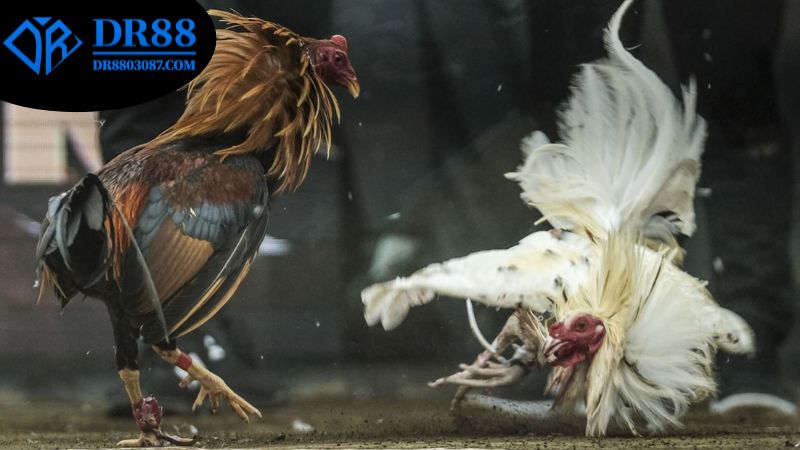 cac-uu-diem-cua-viec-tham-gia-choi-ca-cuoc-o-tai-da-ga-dr88