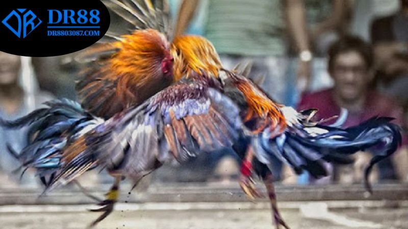 quy-trinh-dang-ky-va-tham-gia-vao-ca-cuoc-o-tren-da-ga-dr88