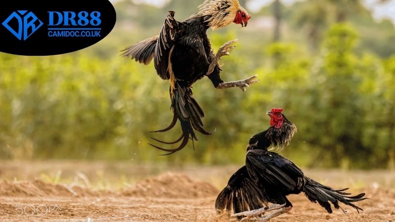 Các yếu tố cần xem xét khi áp dụng cách soi kèo đá gà DR88