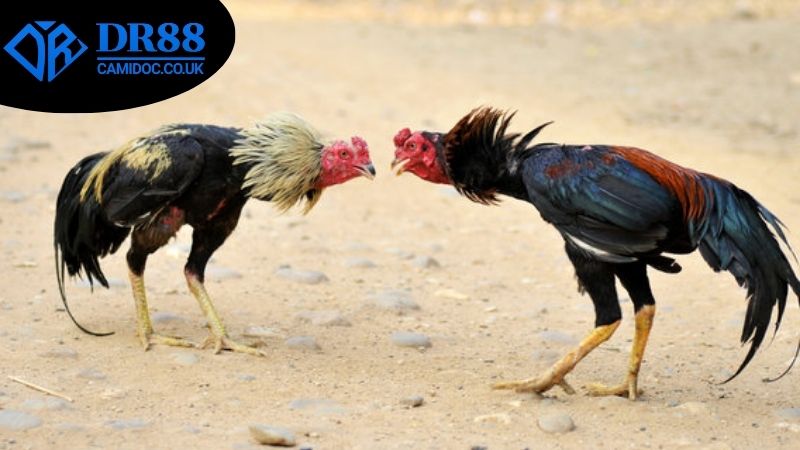 Những cách soi kèo đá gà DR88 nhằm nâng cao khả năng thắng cược