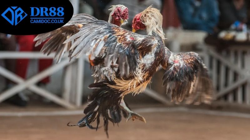 Các công cụ hỗ trợ soi kèo đá gà chính xác tại DR88