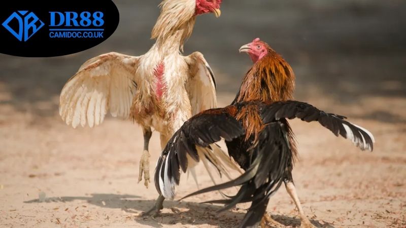 cach-soi-keo-da-ga-dr88