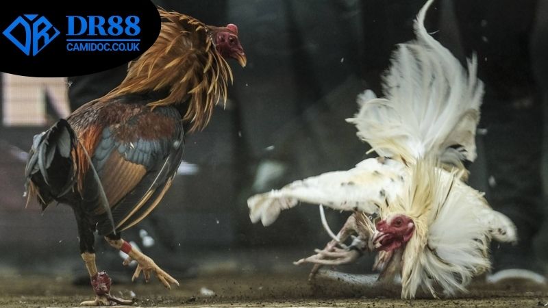 Các hình thức chơi đá gà ăn tiền thật DR88 nổi tiếng nhất hiện nay