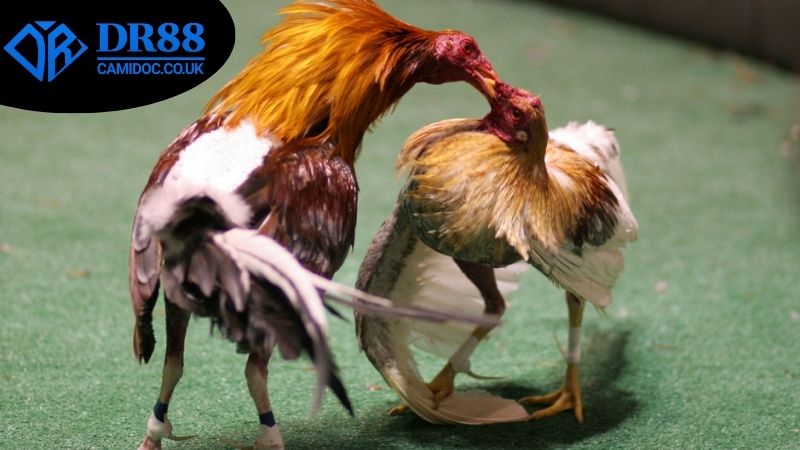 Các loại kèo phổ biến dễ thấy nhất ở trong đá gà ăn tiền thật DR88