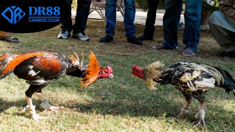 Chiến thuật và kinh nghiệm để chơi đá gà ăn tiền thật DR88 hiệu quả