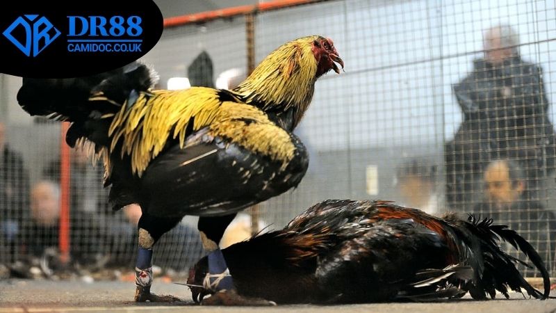 da-ga-an-tien-that-dr88