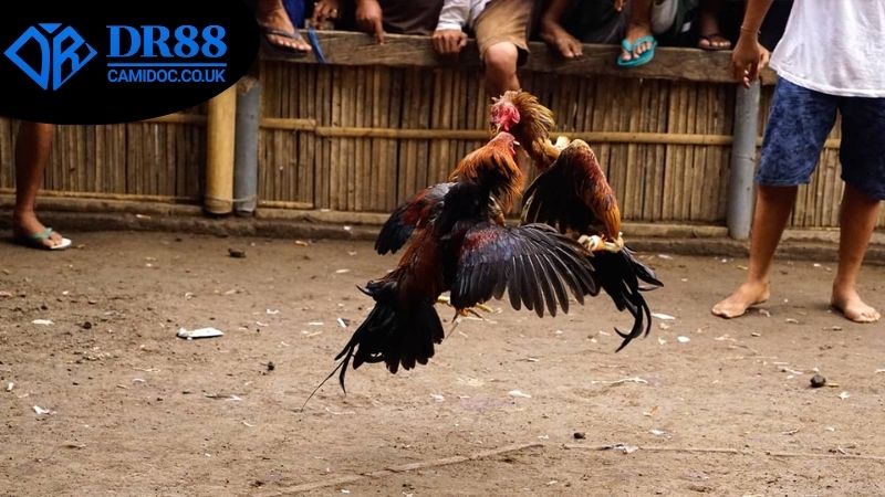 Những đặc điểm nổi bật đầy sức hấp dẫn của đá gà Campuchia DR88