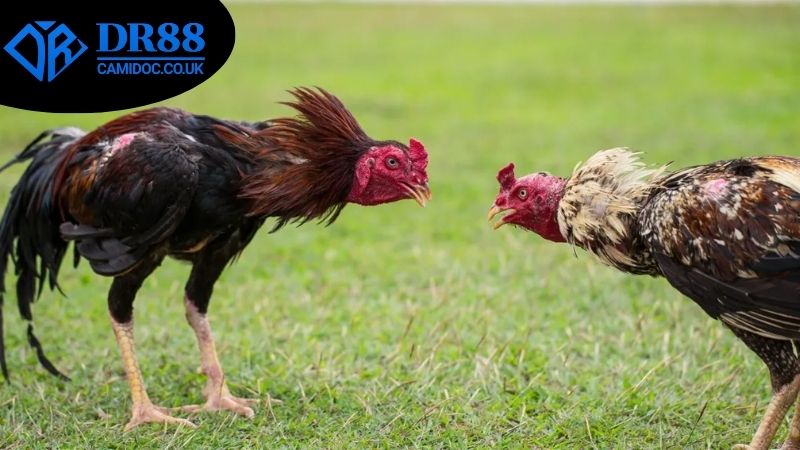 Các hình thức cá cược đá gà Campuchia DR88 thường thấy hiện nay