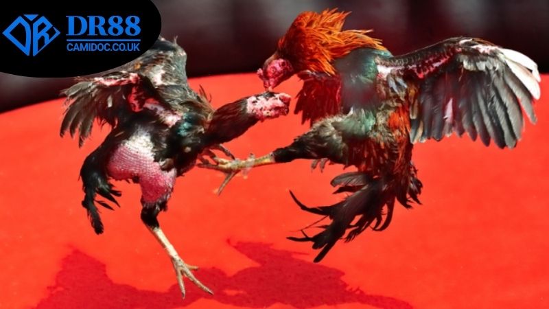 Các bí quyết và chiến thuật thắng lớn khi chơi đá gà Campuchia DR88