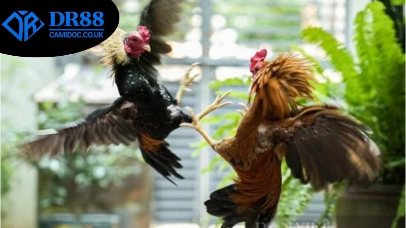 da-ga-campuchia-dr88