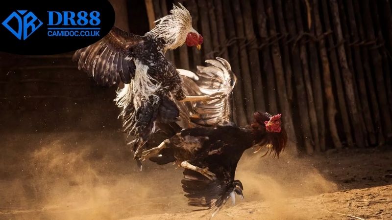 Các bước chuẩn bị để tham gia đặt cược đá gà an toàn DR88