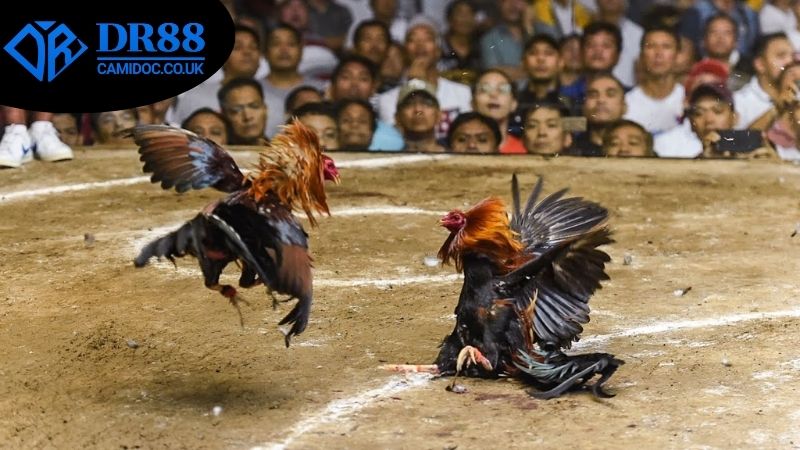 Các phương thức đặt cược đá gà an toàn DR88 nhất hiện nay