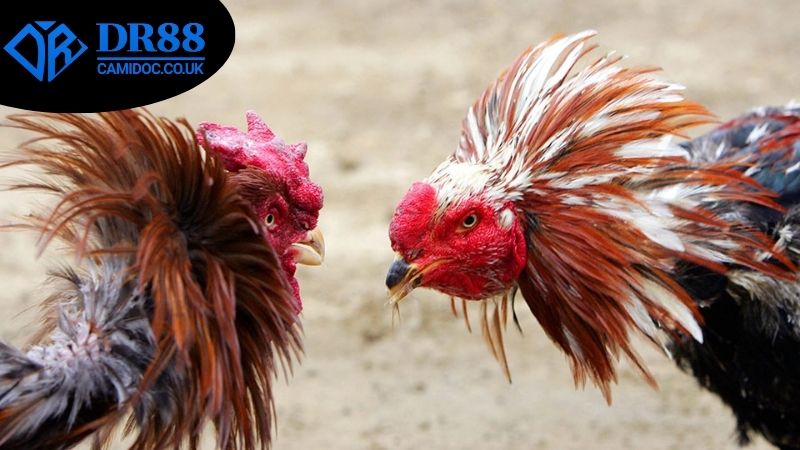Cách nhận biết đặt cược đá gà an toàn DR88 và tránh khỏi các rủi ro