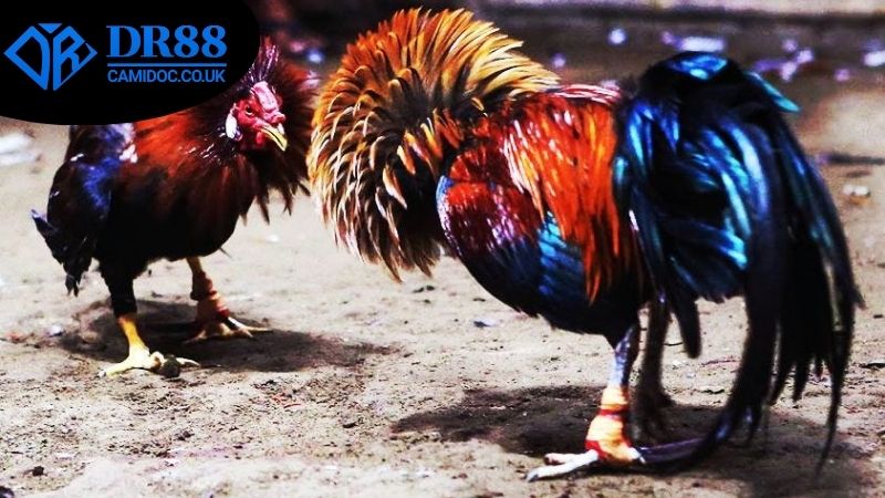 dat-cuoc-da-ga-an-toan-dr88