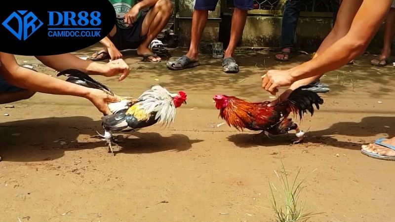 Những lợi ích nổi trội nhận được khi xem đá gà livestream DR88