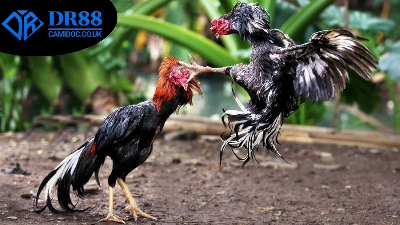 Hướng dẫn truy cập và thưởng thức trận đá gà trực tuyến tại DR88