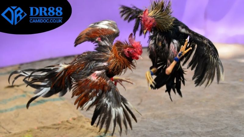 Chiến lược chọn trận đấu và đặt cược khi xem đá gà livestream DR88