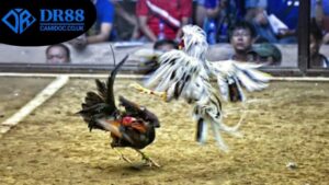 xem-da-ga-livestream-dr88