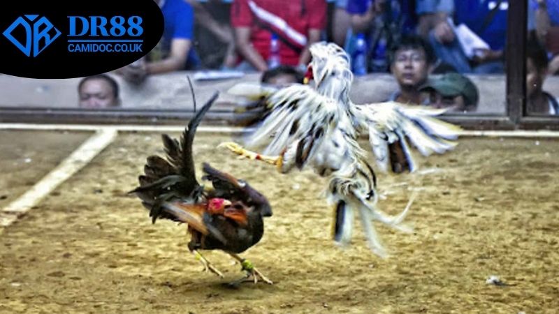 xem-da-ga-livestream-dr88